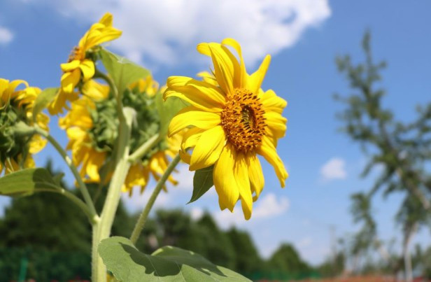 西安鳳棲山墓園怎么樣？優(yōu)缺點(diǎn)總結(jié)-臨潼殯儀館骨灰堂
