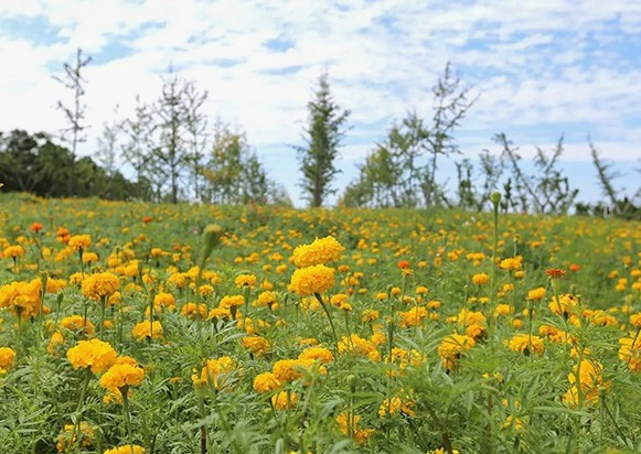 西安買個(gè)公墓多少錢一個(gè)